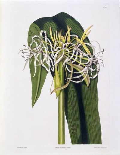 Crinum Declinatum, deska 43 z 