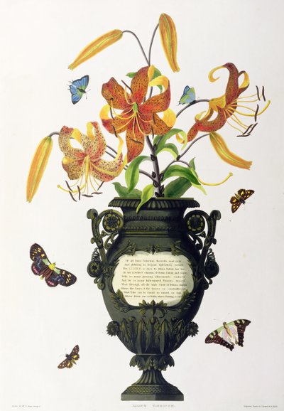 Lilium tigrinum (Tiger Lily), z 