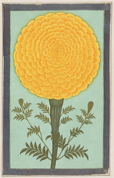 A Marigold, from the Small Clive Album (wc na papíře) od Mughal School