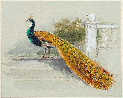 Peacock, cca 1640-99 (pero a černohnědý inkoust, akvarel, tělová barva na světle modrém tkaném papíře) od Myles Birket Foster