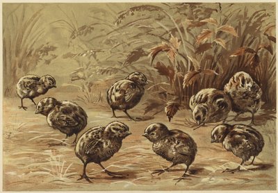 Matka koroptev (litho) od N. Parker