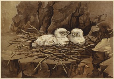 Orlí orlí hnízdo (litho) od N. Parker