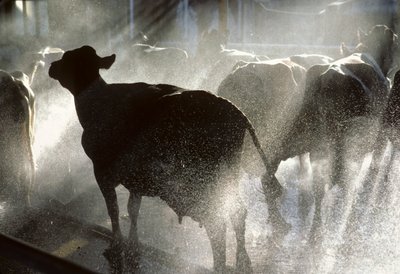 Mléčné krávy se před dojením myjí ve sprše v kibucu Yotvata, zemědělském... od Nathan Benn