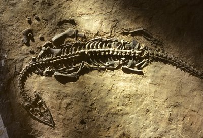 Fotografie fosilie mořského obratlovce z období triasu z rodu Pachypleurosaurus od Nathan Benn