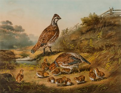 Péče o rodinu od Nathaniel Currier
