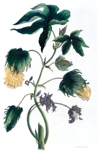 Gossypium - bavlník, 1823 od Neale and Son
