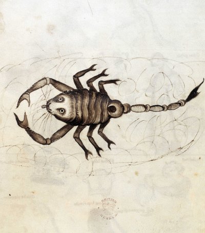 Sloane 3983. Folio No: 23 Znamení zvěrokruhu Štír (vellum) od Netherlandish School