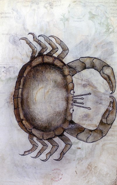 Sloane 3983 f.14v, krab, znamení zvěrokruhu pro Raka od Netherlandish School