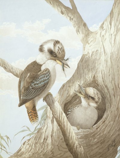 Kookaburras krmení v hnízdě na stromě, 1892 od Neville HP Cayley