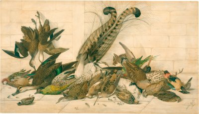 bez názvu (australští gamebirds) od Neville Henry Cayley