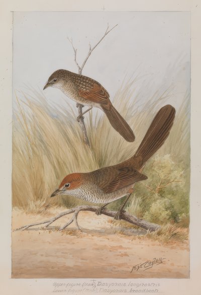 Lackvogel dlouhozobý od Neville William Cayley