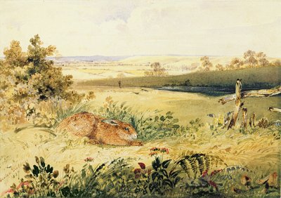 Zajíc v krajině, 1827 (wc s tělovou barvou, arabská guma a grafit na papíře) od Newton Fielding