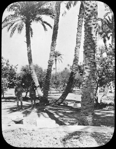 General Gordons Garden, Chartúm, Súdán, c1890 od Newton and Co