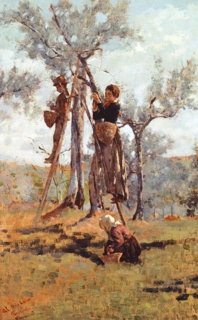 Sklizeň oliv, cca 1892 (olej na plátně) od Niccolo Cannicci