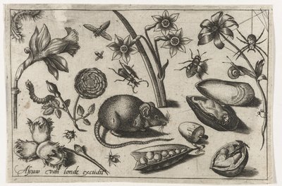 Květiny, myš, hmyz a mušle Ptáci, květiny, hmyz atd. (název série) od Nicolaes de Bruyn (possibly)
