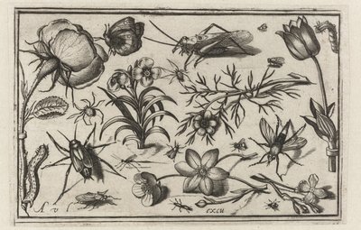 Květiny a hmyz Ptáci, květiny, hmyz atd. (název série) od Nicolaes de Bruyn (possibly)