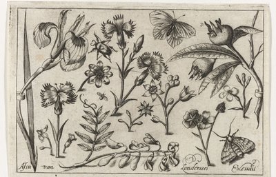 Květiny a motýli Ptáci, květiny, hmyz atd. (název série) od Nicolaes de Bruyn (possibly)