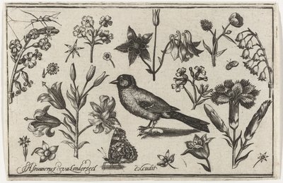 Květiny, motýl a pták Ptáci, květiny, hmyz atd. (název série) od Nicolaes de Bruyn (possibly)