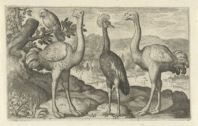 Jeřáb korunovaný mezi dvěma pštrosy Ptáci a hmyz (název série) od Nicolaes de Bruyn