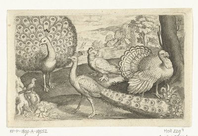 Dva pávi a krocan Ptáci a hmyz (název série) od Nicolaes de Bruyn