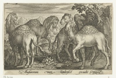 Čtyři dromedáři Animalivm qvadrvpedvm (název série) Zvířata v krajině (název série) od Nicolaes de Bruyn