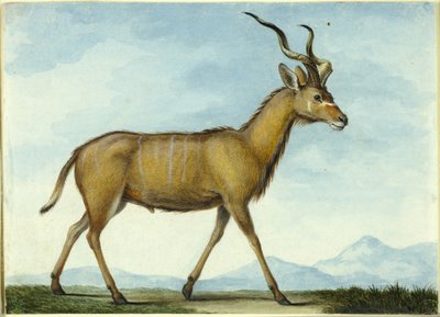 A Kudu od Nicolas Hüet the Younger