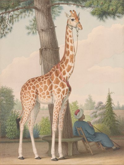 Studie žirafy darované Karlu X. egyptským místokrálem od Nicolas Hüet the Younger