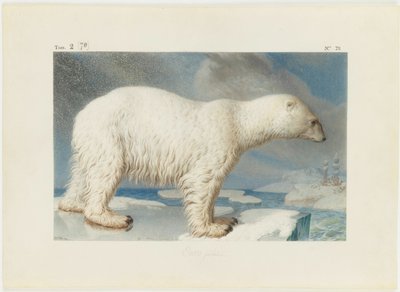 Lední medvěd, 1796. od Nicolas Maréchal