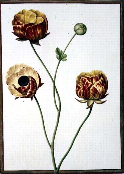 PD.109-1973.f6 Ranunculus Asiaticus (akvarel na pergamenu) od Nicolas Robert