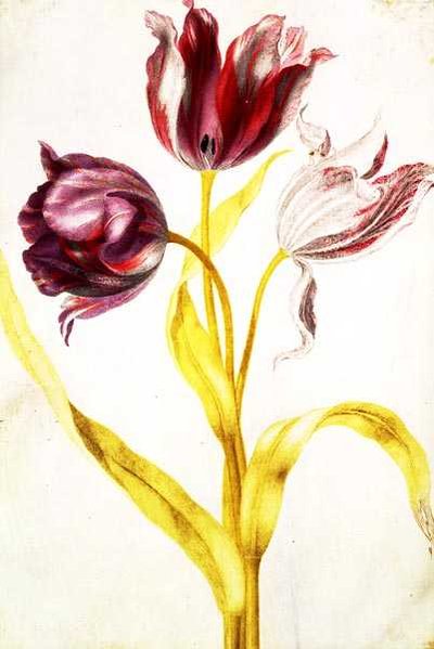 Tulipány, asi 1675 (kvaš na pergamenu) od Nicolas Robert