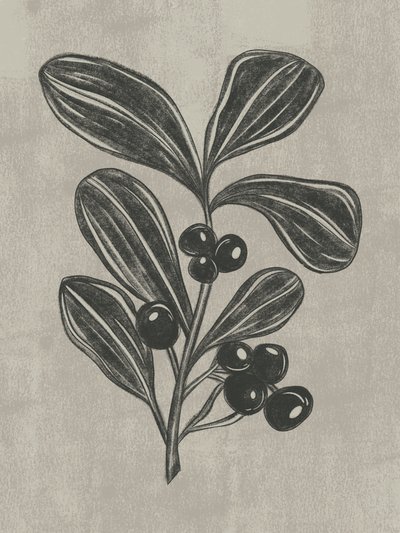 Botanická skica bobulí od Nikita Jariwala
