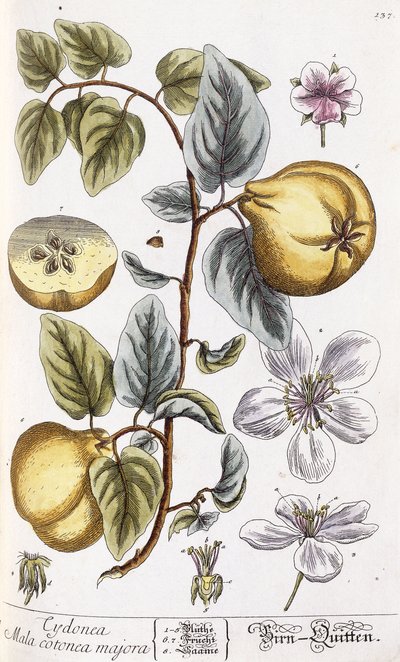 Kdoule od Nikolaus Friedrich Eisenberger