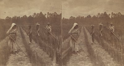 Hoeing Rice, 1876-1888. od O. Pierre Havens