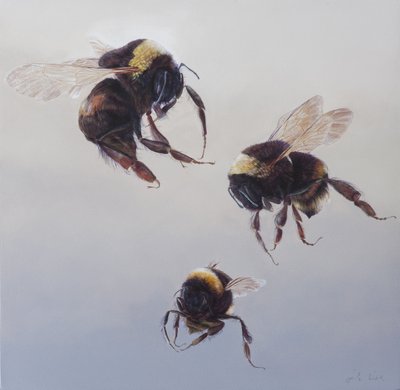 Bombus flight 1, 2011 (akryl na dřevě) od Odile Kidd