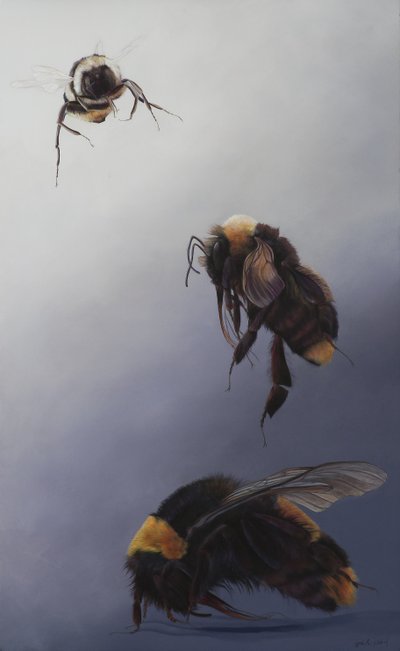Bombus flight 2, 2011 (akryl na dřevě) od Odile Kidd