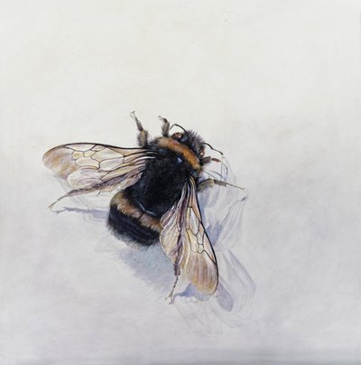 Bombus terrestris 11 (akryl na dřevě s gesso) od Odile Kidd