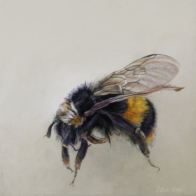 Bombus terrestris 1 (a), 2008 (akryl na dřevě) od Odile Kidd