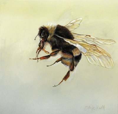 Bombus terrestris 4, 2011 (akryl na dřevě) od Odile Kidd
