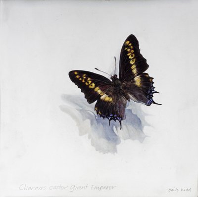 Charaxes castor, obří císař, 2014 (akryl na dřevě s gesso) od Odile Kidd