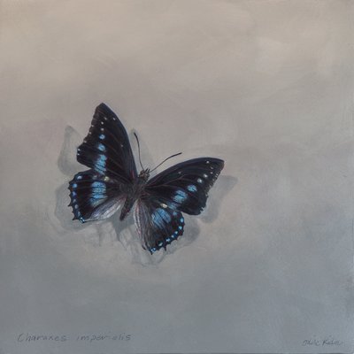 Charaxes imperialis 1 (a), 2014 (akryl na dřevě) od Odile Kidd