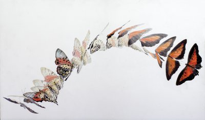 Charaxes zingha letový vzor, 2016 (akryl na dřevě s gesso) od Odile Kidd