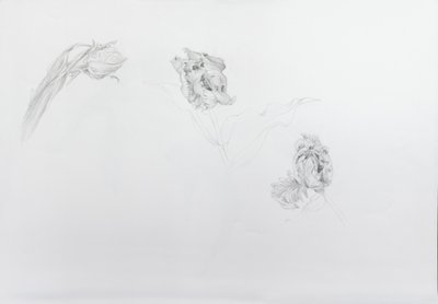 Estella rijnveld 1, 2013 (tužka na křídovém papíře) od Odile Kidd