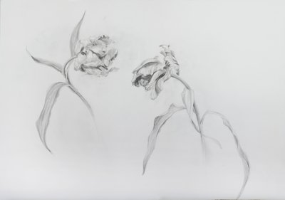 Estella rijnveld 3, 2017 (tužka na křídovém papíře) od Odile Kidd