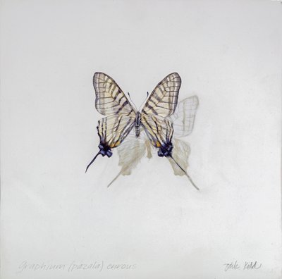 Graphium (Pazala) eurosus, 2014 (akryl na dřevě s gesso) od Odile Kidd
