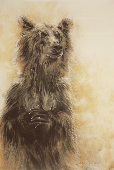 Medvěd grizzly 1, 2002 (uhlová tužka, uhel a křída) od Odile Kidd