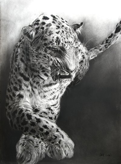 Panthera pardus 1, 2009 (uhel a kontura na papíře Fabriano) od Odile Kidd