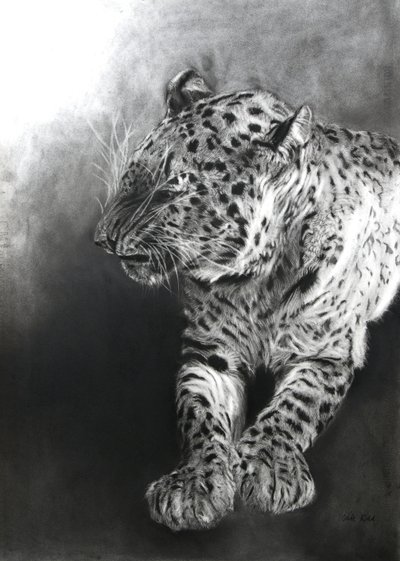 Panthera pardus 2, 2009 (uhel a kontura na papíře Fabriano) od Odile Kidd