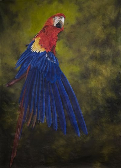 Šarlatový makak 2, 2009 (akryl na plátně) od Odile Kidd