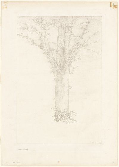 Strom od Odilon Redon