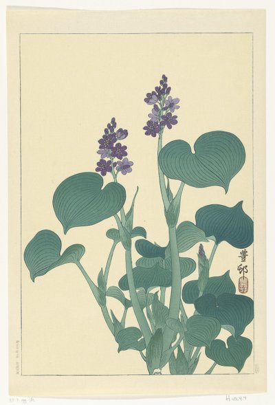 Kvetoucí hosta od Ohara Koson